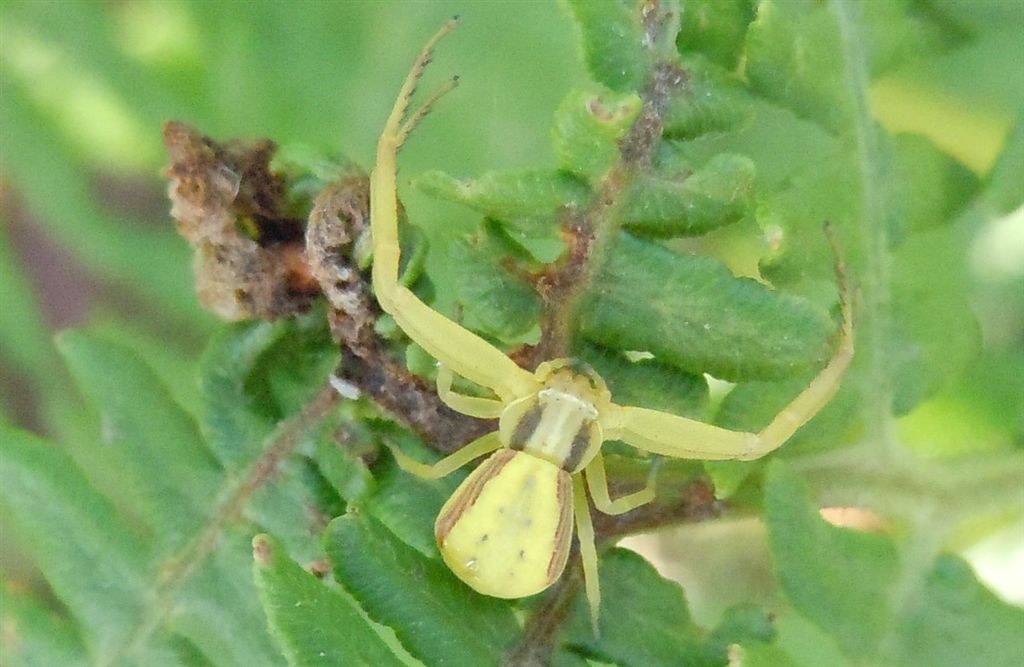 Misumena vatia. No. Runcinia grammica - Agnano (NA)
